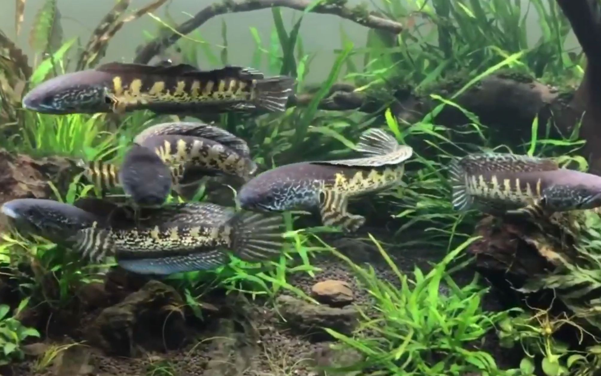 成都雷龍魚群，關(guān)于成都雷龍魚群的幾個關(guān)鍵點 成都雷龍魚群，關(guān)于成都雷龍魚群的幾個關(guān)鍵點 龍魚百科 第2張