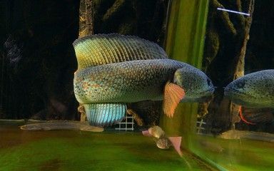 成都雷龍魚群，關(guān)于成都雷龍魚群的幾個關(guān)鍵點 成都雷龍魚群，關(guān)于成都雷龍魚群的幾個關(guān)鍵點 龍魚百科 第3張
