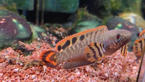 成都雷龍魚群，關(guān)于成都雷龍魚群的幾個關(guān)鍵點 成都雷龍魚群，關(guān)于成都雷龍魚群的幾個關(guān)鍵點 龍魚百科 第5張