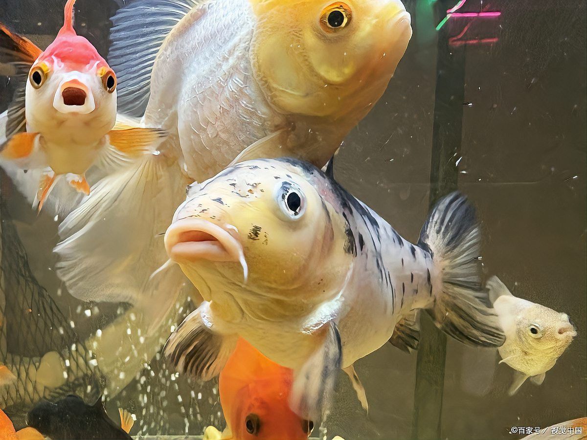 龍魚(yú)鱗片黑斑自愈需要多長(zhǎng)時(shí)間？