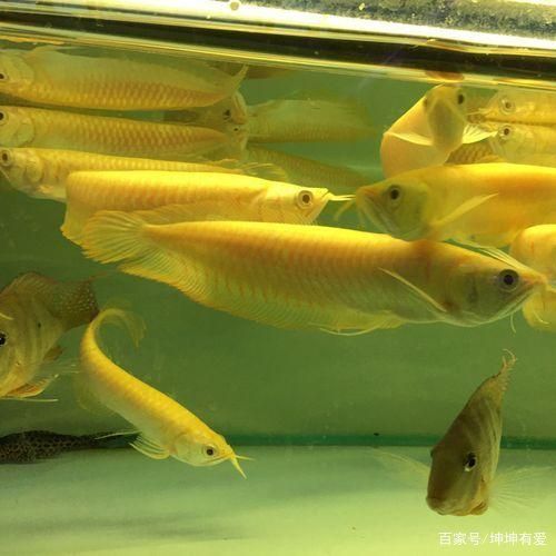 黃化銀龍魚多少錢一條：黃化銀龍魚價格因地區和購買渠道差異大一般在500元之間浮動