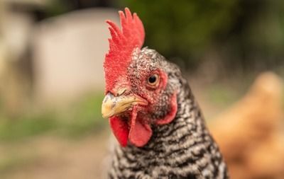 金龍魚溫度多少度會凍死，金龍魚在低于0℃的水溫下會有凍死的風險，冬季養護技巧