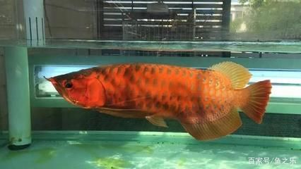 龍魚殺菌燈要一直開嗎，如何正確安裝龍魚殺菌燈
