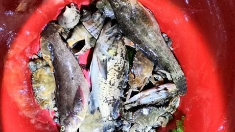 生肖龍適合養(yǎng)什么魚：根據(jù)生肖龍的特性，選擇適合的風(fēng)水魚