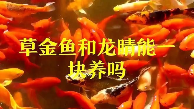 龍睛魚混養(yǎng)需要多大的魚缸？