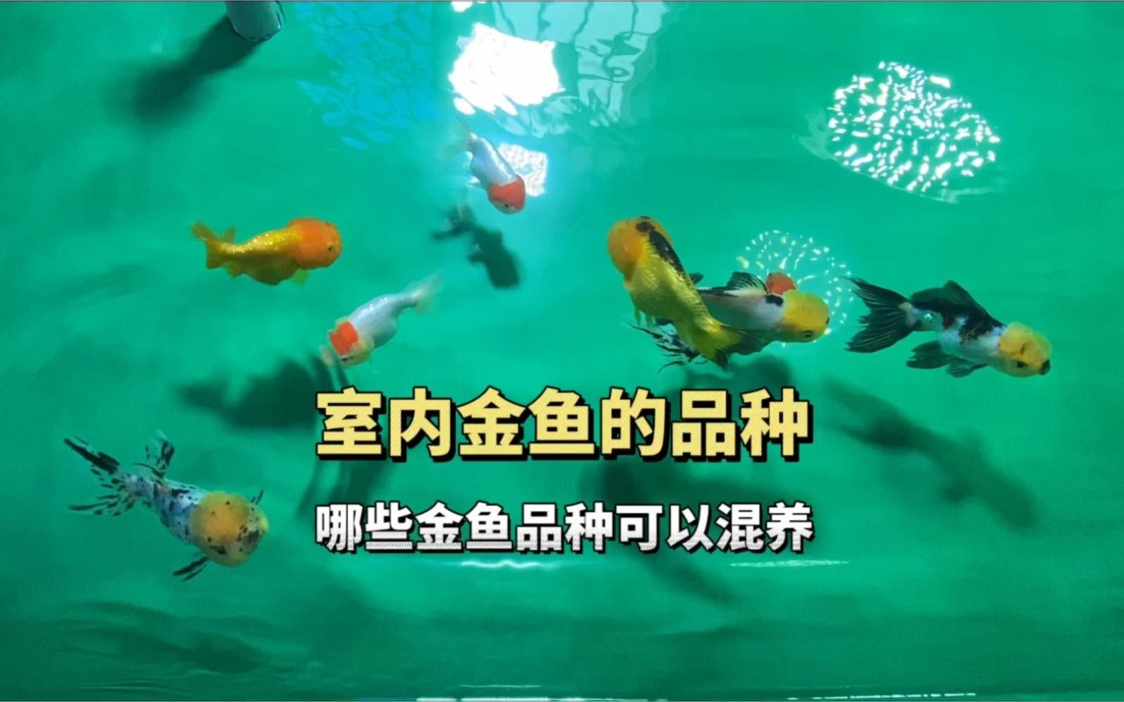 龍睛魚混養(yǎng)需要多大的魚缸？