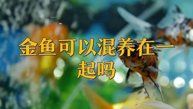 龍睛魚混養(yǎng)需要多大的魚缸？