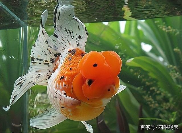 龍睛魚混養(yǎng)需要多大的魚缸？