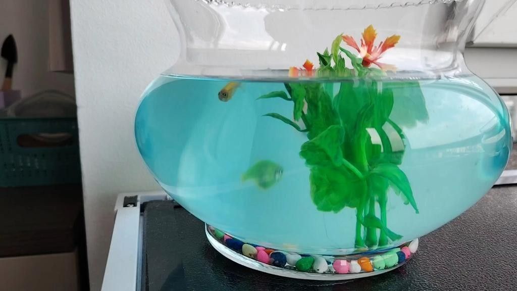 龍睛魚混養(yǎng)需要多大的魚缸？