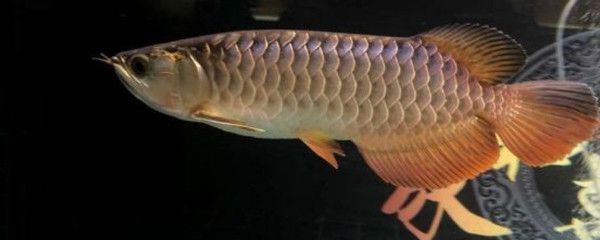 龍魚白點病癥狀：金龍魚得了白點病怎么辦