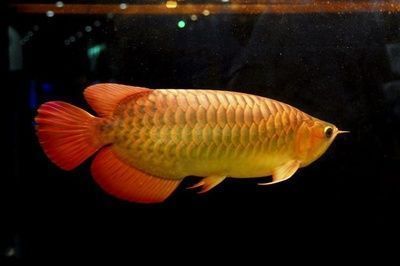 龍魚白點病癥狀：金龍魚得了白點病怎么辦