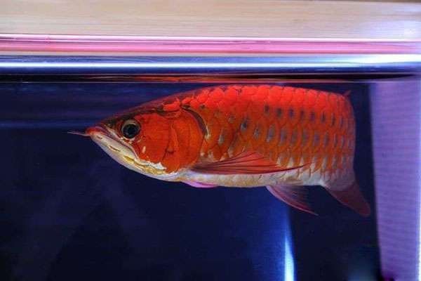 龍魚爬背期間換缸后多久會恢復(fù)？ 龍魚爬背期間換缸后多久會恢復(fù)？ 龍魚百科 第7張