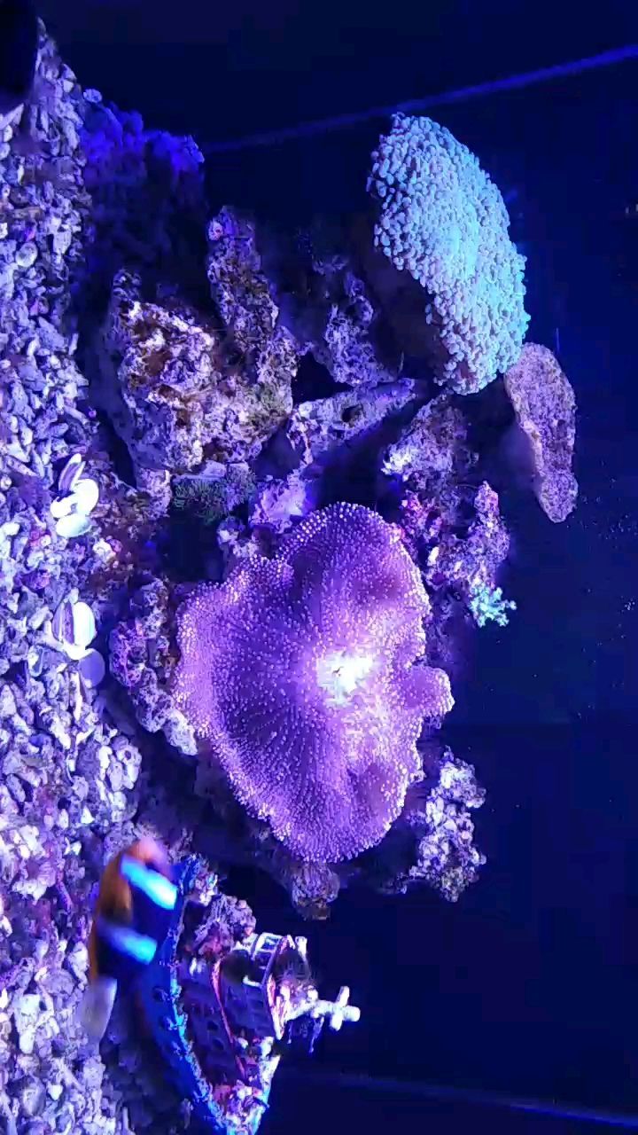 地圖魚和金龍魚能混養嗎：地圖魚和金龍魚能混養嗎地圖魚和金龍魚能混養嗎