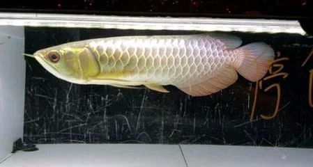 龍魚肚子在什么位置：龍魚的肚子在什么位置 龍魚肚子在什么位置：龍魚的肚子在什么位置 龍魚百科 第3張