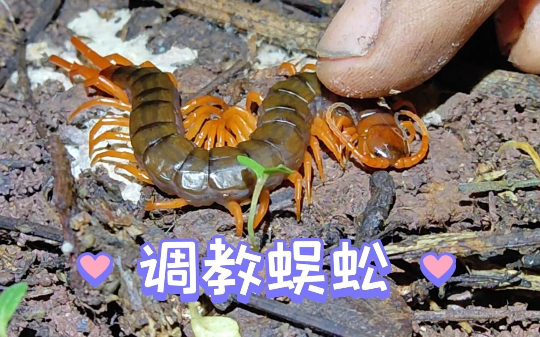 紅龍蜈蚣的毒性有多強？