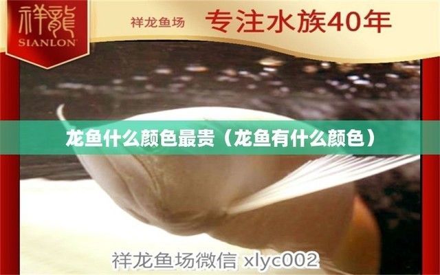 龍魚貴不貴跟顏色有關嗎（龍魚的顏色與價格有直接關系） 龍魚貴不貴跟顏色有關嗎（龍魚的顏色與價格有直接關系） 龍魚百科 第1張