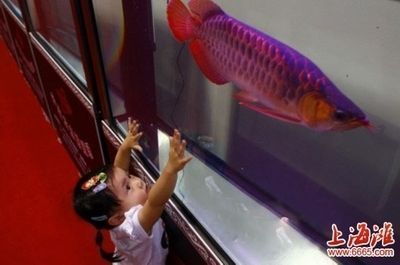 龍魚(yú)的小夜燈用什么顏色的好：紅龍魚(yú)小夜燈的色溫選擇技巧