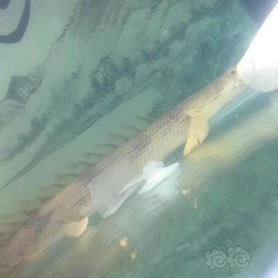 龍魚新手：新手飼養(yǎng)龍魚需要注意的幾個(gè)問題