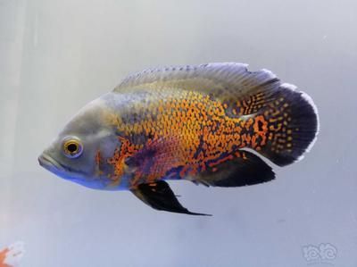 龍魚新手：新手飼養(yǎng)龍魚需要注意的幾個(gè)問題