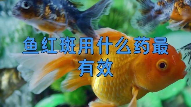 哪些藥物可以有效治療魚鰭根部發(fā)紅？