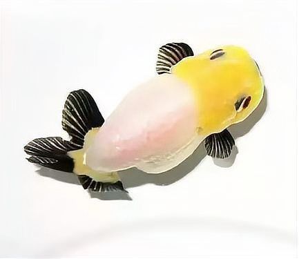 哪些藥物可以有效治療魚鰭根部發(fā)紅？