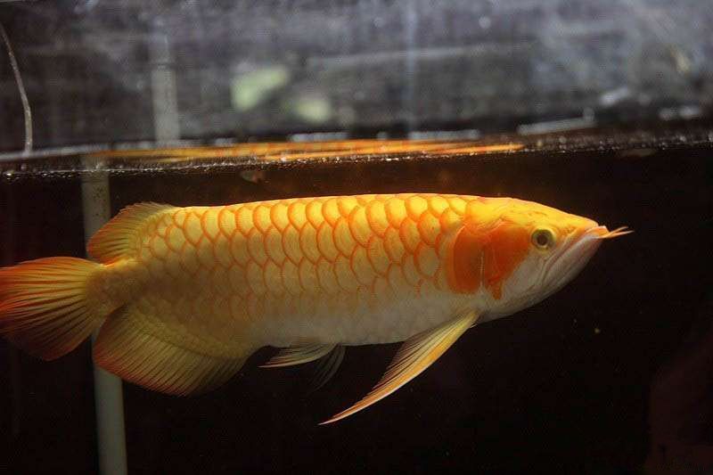什么龍魚最便宜又好養(yǎng)：什么龍魚最便宜又好養(yǎng)什么龍魚最便宜又好養(yǎng)