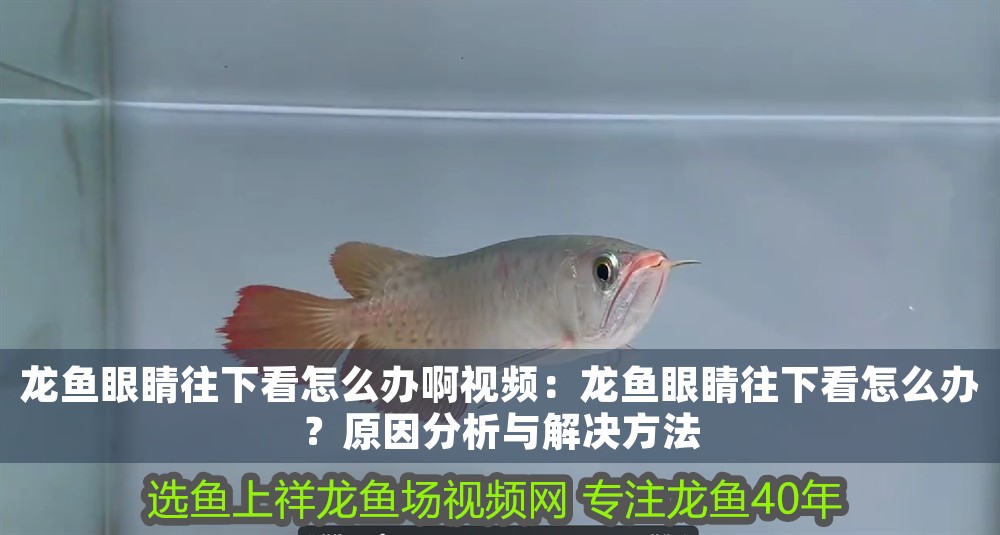 龍魚眼睛往下看怎么辦啊視頻：龍魚眼睛往下看怎么辦？原因分析與解決方法
