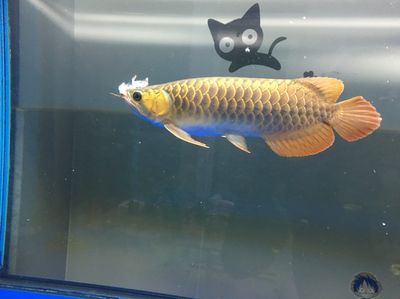 龍魚表現(xiàn)出暴躁不吃東西的行為時，可能由這幾個原因?qū)е拢寒旪堲~表現(xiàn)出暴躁不吃東西的行為時