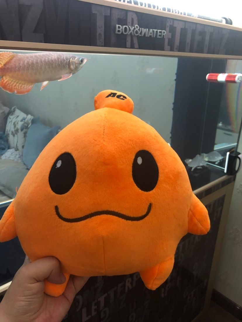 龍魚訓食教學反思簡短版