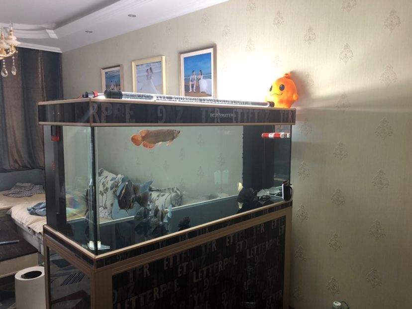 龍魚訓食教學反思簡短版