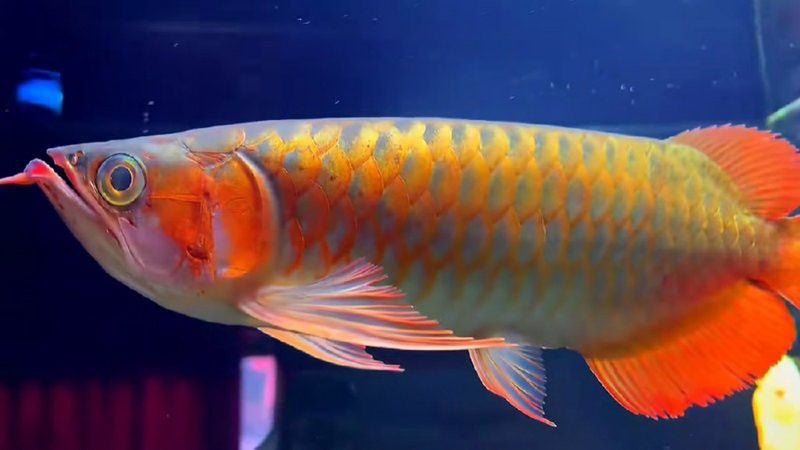 紅龍魚拍攝時最佳焦距是多少？