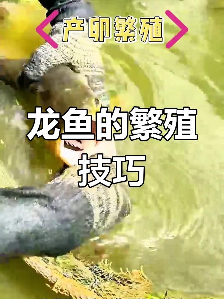 高檔龍魚的最佳繁殖環境