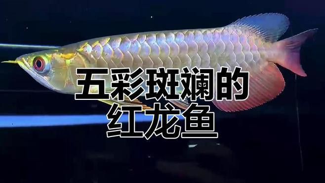 給我更多龍魚的藝術攝影作品 給我更多龍魚的藝術攝影作品 龍魚百科 第3張