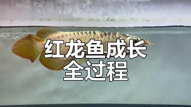 給我更多龍魚的藝術攝影作品 給我更多龍魚的藝術攝影作品 龍魚百科 第4張