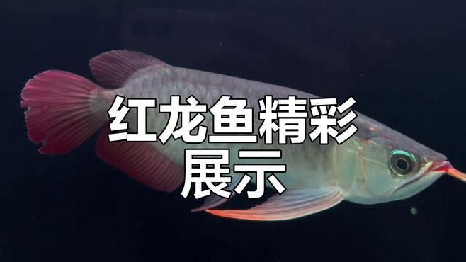 給我更多龍魚的藝術攝影作品 給我更多龍魚的藝術攝影作品 龍魚百科 第5張