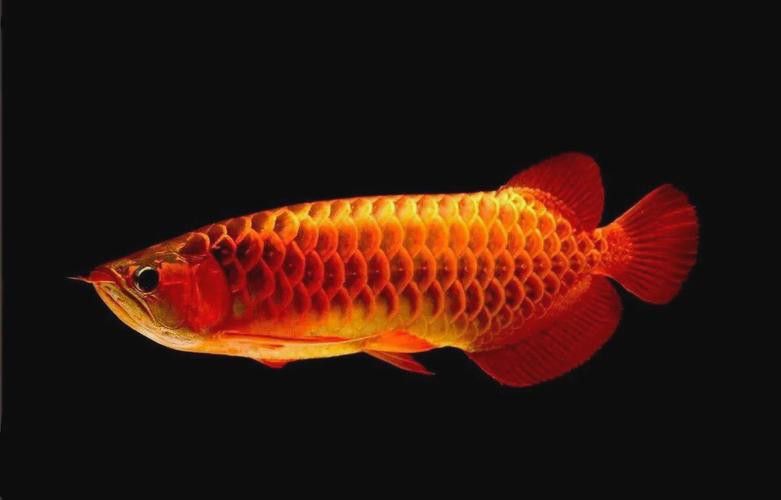 給我更多龍魚的藝術攝影作品 給我更多龍魚的藝術攝影作品 龍魚百科 第18張