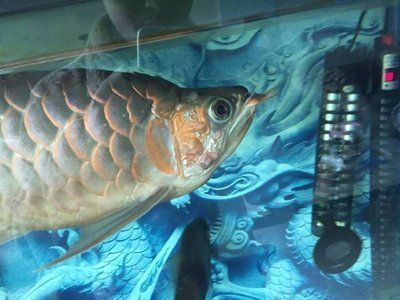 龍魚噎住了怎么辦，當龍魚噎住時，首先需要保持冷靜