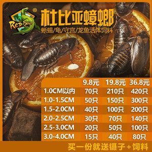 土龍魚價格（土龍魚價格因地區、季節、供求關系以及是否為野生或養殖等因素而異）