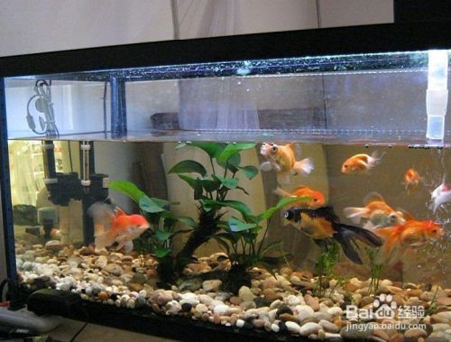 龍魚缸如何才能讓水質更加清澈：龍魚缸水質清澈是飼養者追求的目標，如何實現這一目標