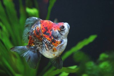 龍魚頭頂密密麻麻黑點是什么：龍魚頭頂出現(xiàn)密密麻麻的黑點可能是由多種因素引起的