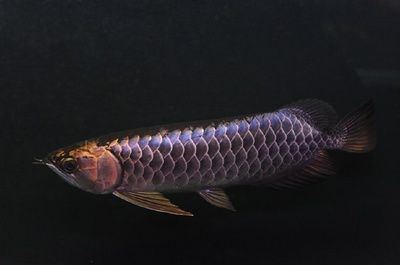 龍魚頭頂密密麻麻黑點是什么：龍魚頭頂出現(xiàn)密密麻麻的黑點可能是由多種因素引起的