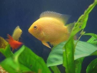 龍魚跟巴西亞混養：龍魚與巴西亞混養，完美搭檔還是潛在風險？