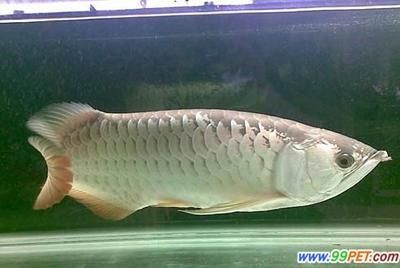 紅尾龍魚價(jià)格（關(guān)于紅尾龍魚價(jià)格的問題）