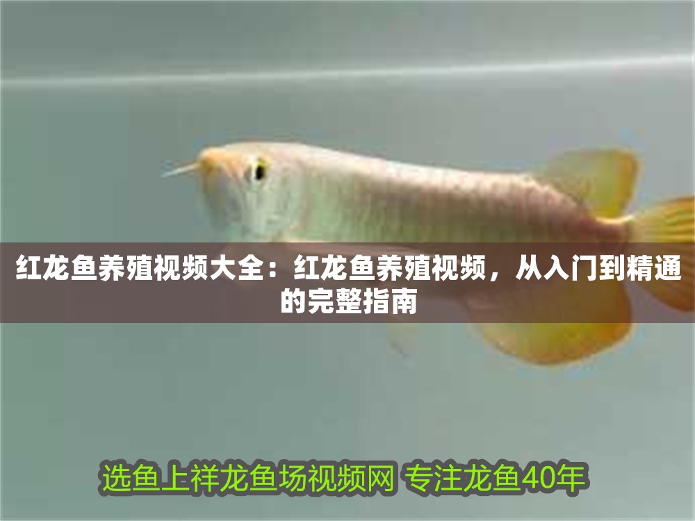 紅龍魚養殖視頻大全：紅龍魚養殖視頻，從入門到精通的完整指南