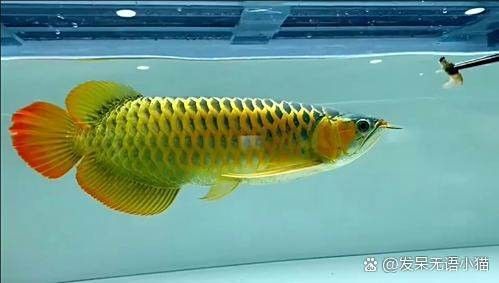 如何判斷龍魚是否患有充血病？ 如何判斷龍魚是否患有充血病？ 龍魚百科 第7張