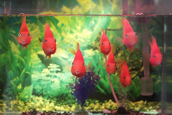 龍魚用什么燈光最好：龍魚燈光的選擇以及養殖技巧 龍魚用什么燈光最好：龍魚燈光的選擇以及養殖技巧 龍魚百科 第3張