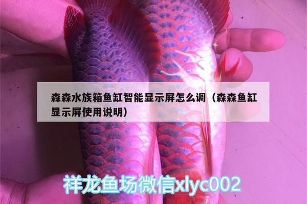 龍魚用什么燈光最好：龍魚燈光的選擇以及養殖技巧 龍魚用什么燈光最好：龍魚燈光的選擇以及養殖技巧 龍魚百科 第4張