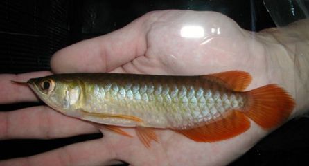 龍魚的虎斑是什么顏色的：龍魚的虎斑顏色可能會因種類的不同而有所差異 龍魚的虎斑是什么顏色的：龍魚的虎斑顏色可能會因種類的不同而有所差異 龍魚百科 第3張