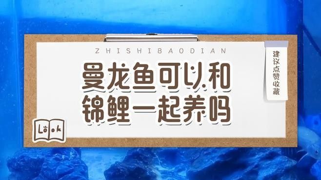 金龍魚龍魚排行榜，金龍魚龍魚十大排名推薦京東