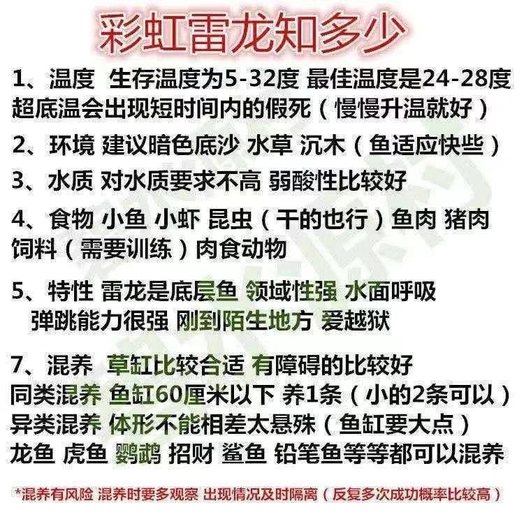 最便宜的雷龍魚價格多少錢一條